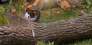 Best Stump Grinding and Removal  in New Chicago, IN