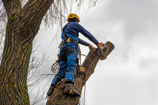 How Our Tree Care Process Works  in  New Chicago, IN