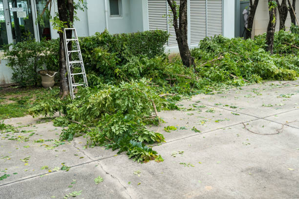 New Chicago, IN Tree Removal Company